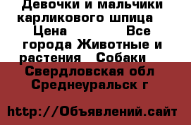 Девочки и мальчики карликового шпица  › Цена ­ 20 000 - Все города Животные и растения » Собаки   . Свердловская обл.,Среднеуральск г.